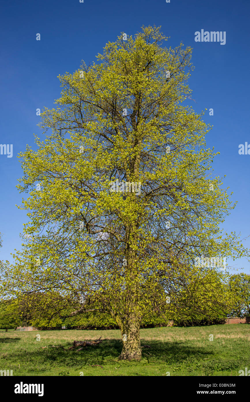 Beech tree in spring, Home Park, Kingston, Surrey, England, London, UK Stock Photo