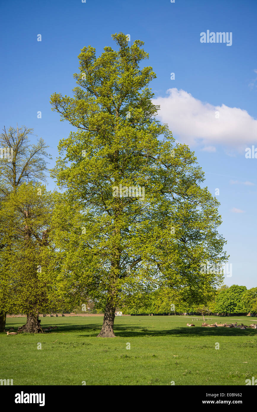 Beech tree in spring, Home Park, Kingston, Surrey, England, London, UK Stock Photo