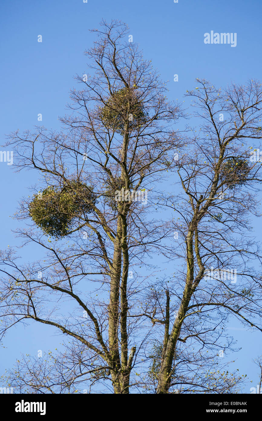 Mistletoe on beech tree, Home Park, Kingston, Surrey, England, London, UK Stock Photo