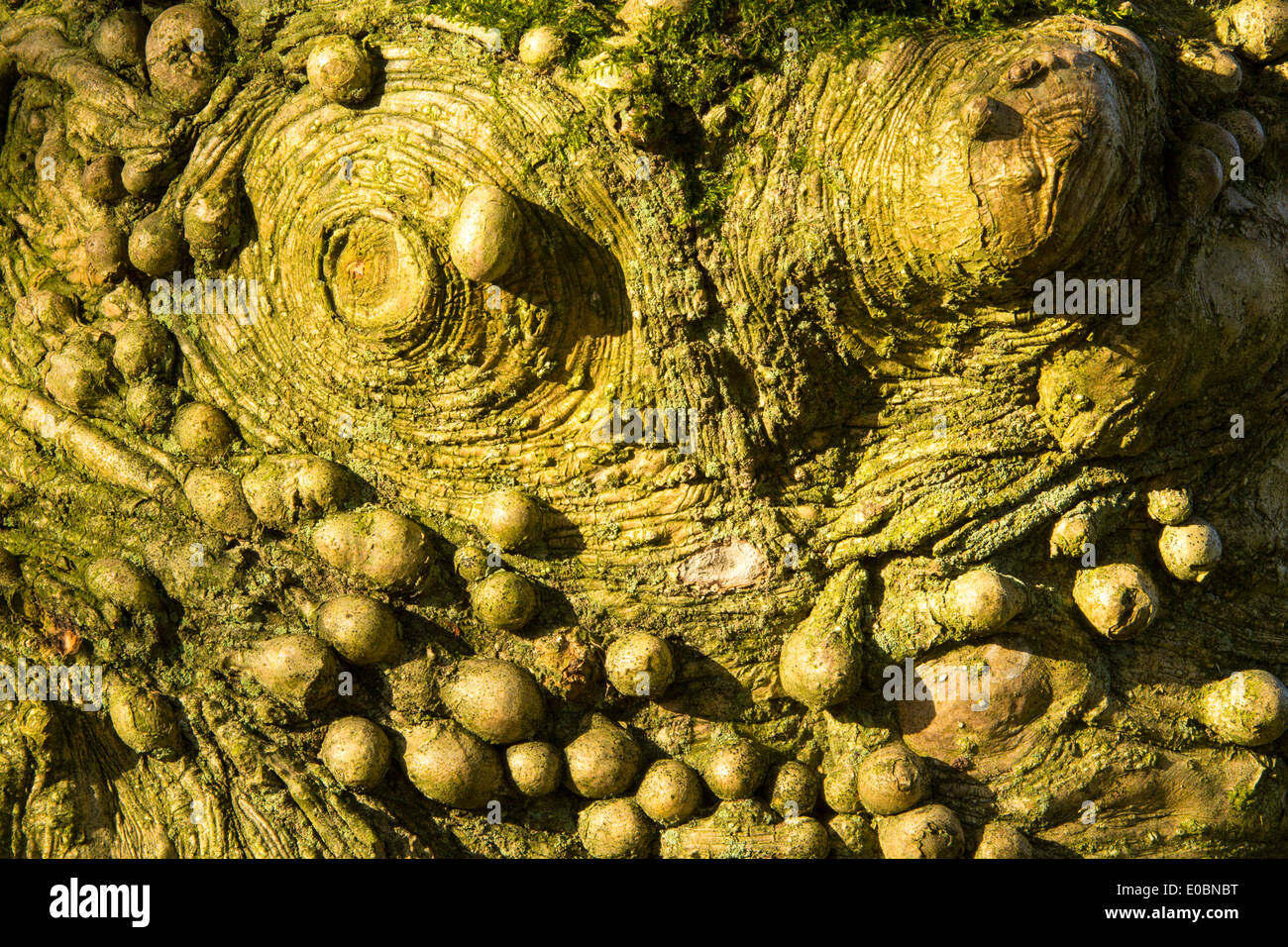 Knobbly growths on a Holly tree trunk in Holehird Gardens, Windermere, Cumbria, UK. Stock Photo