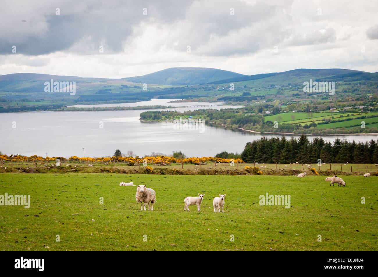 Grazing Sheep with Lambs on Green Hillside overlooking Lake Stock Photo