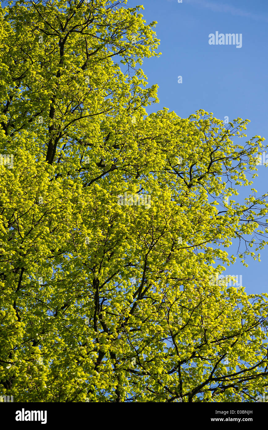 Beech trees tree in spring, Home Park, Kingston, Surrey, England, London, UK Stock Photo