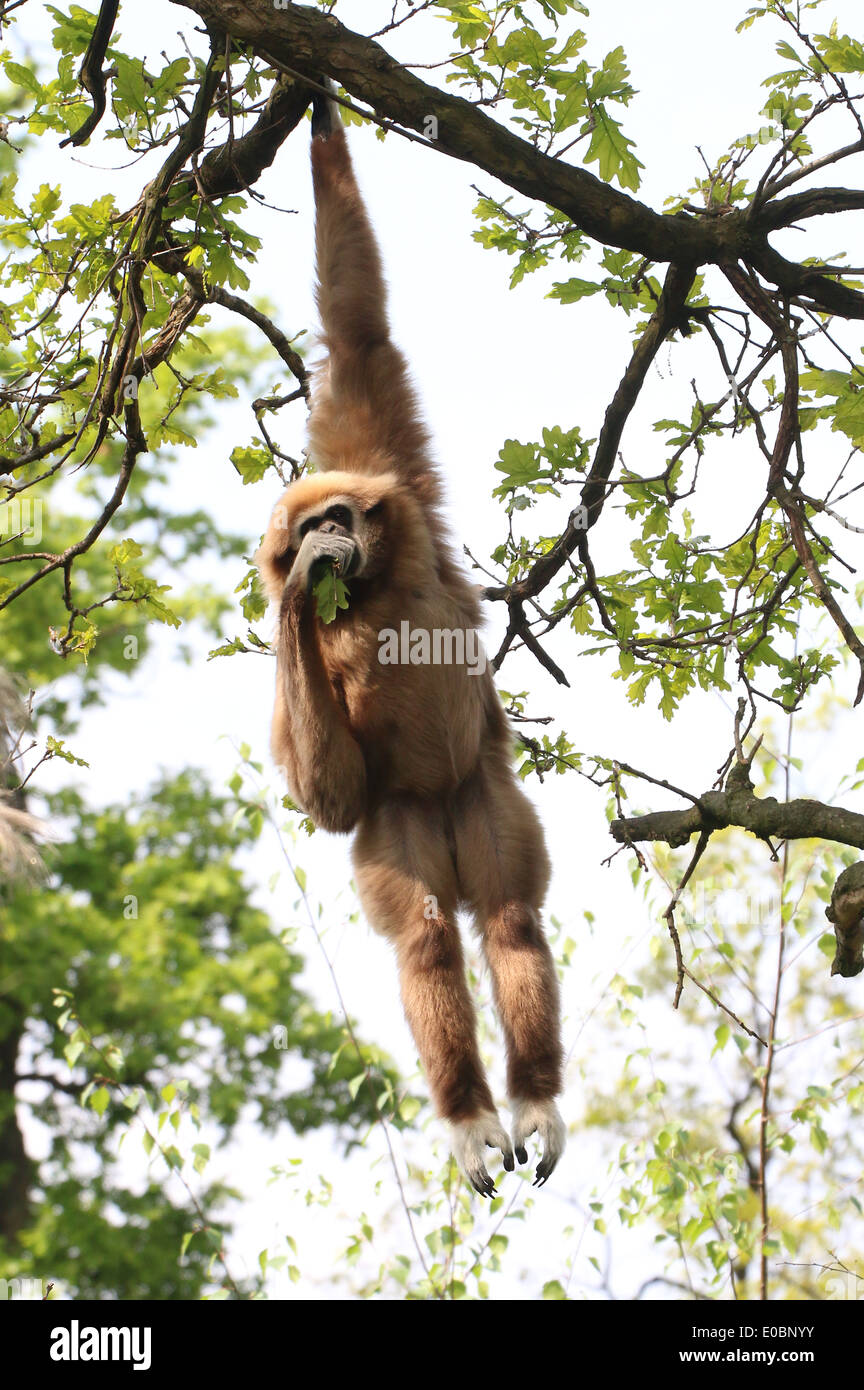 Lar Gibbon or  White-Handed gibbon (Hylobates lar) hanging from a branch while eating leaves Stock Photo