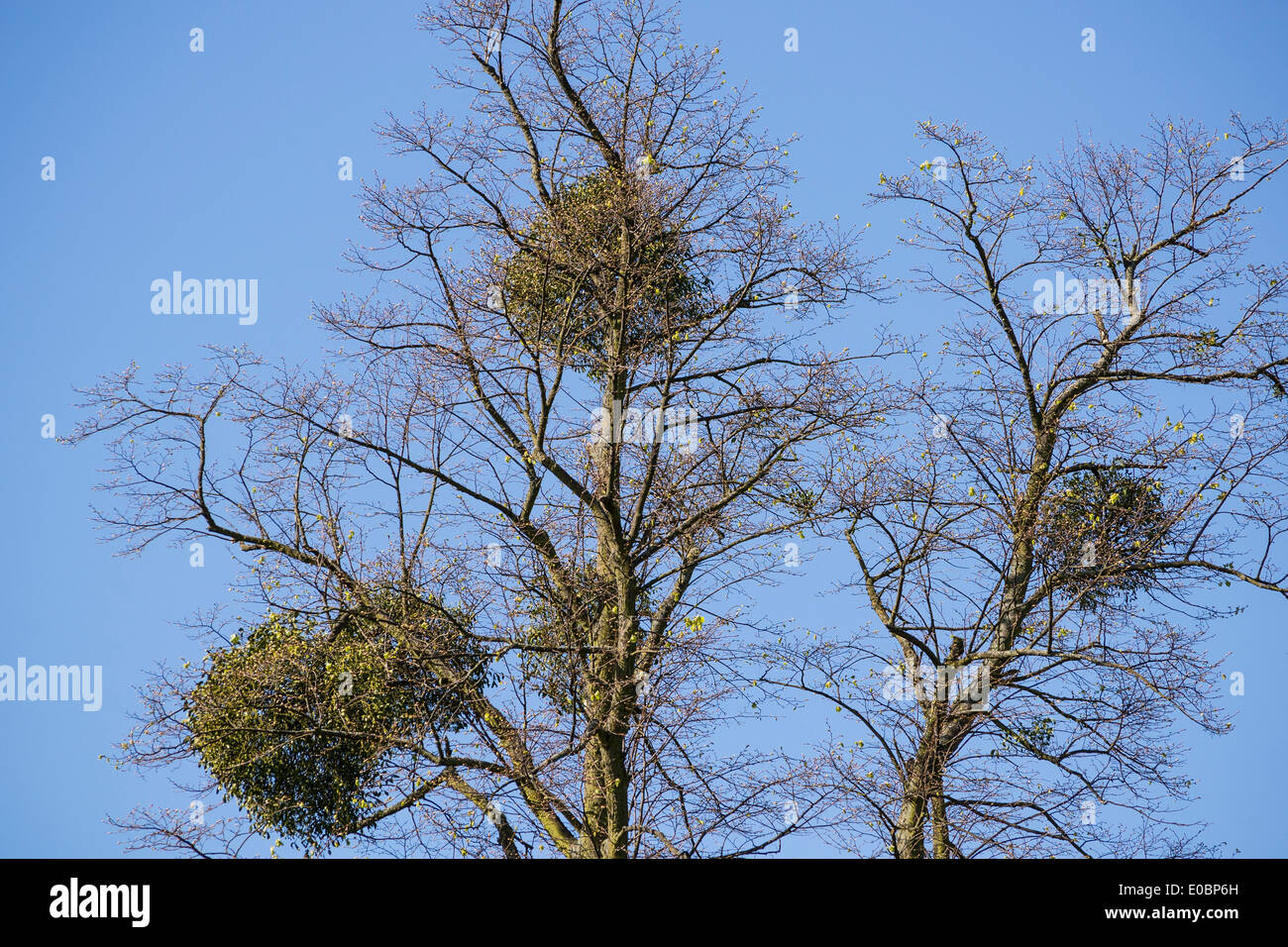 Mistletoe on beech tree, Home Park, Kingston, Surrey, England, London, UK Stock Photo