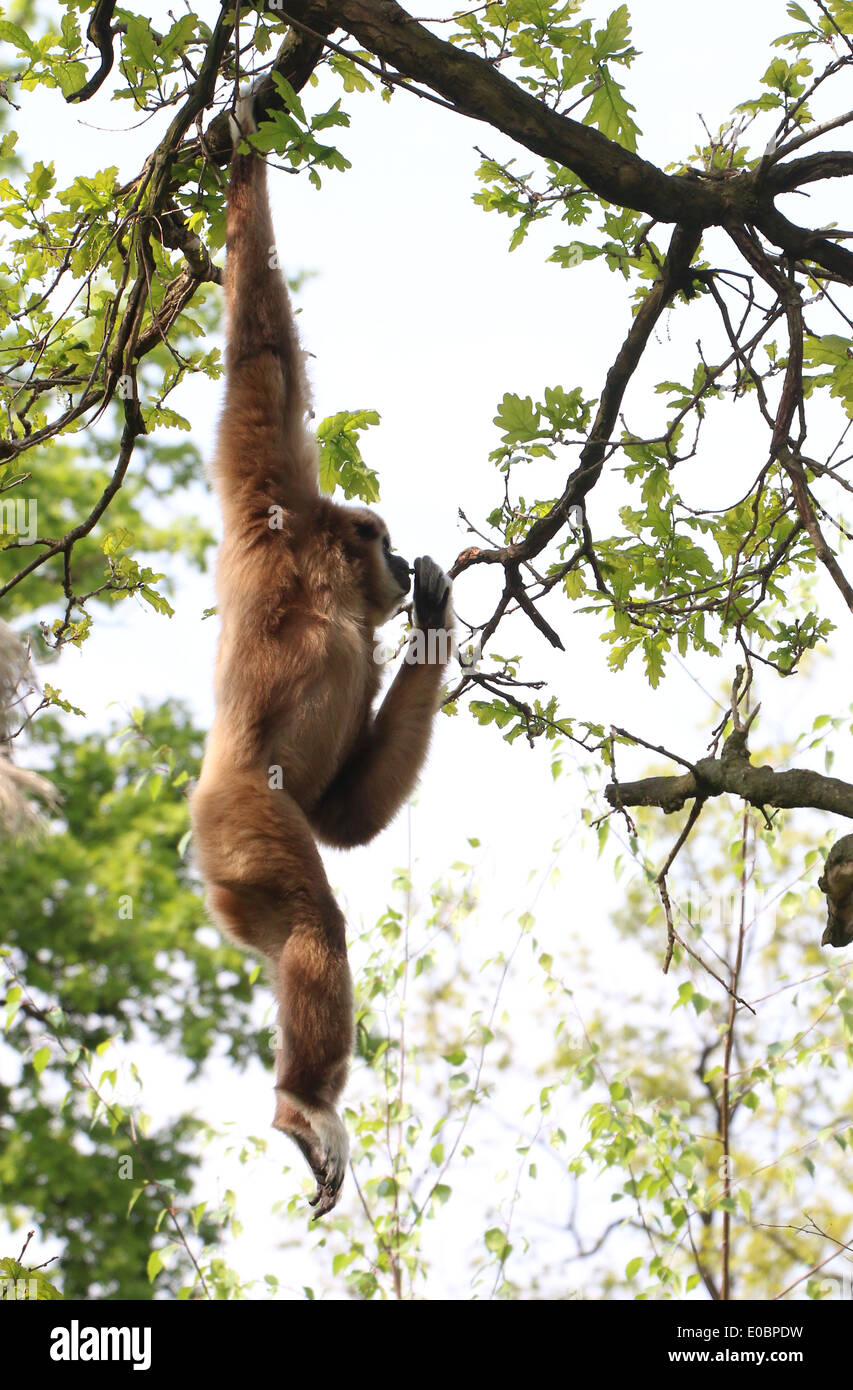 Lar Gibbon or  White-Handed gibbon (Hylobates lar) swinging in a tree and eating leaves Stock Photo