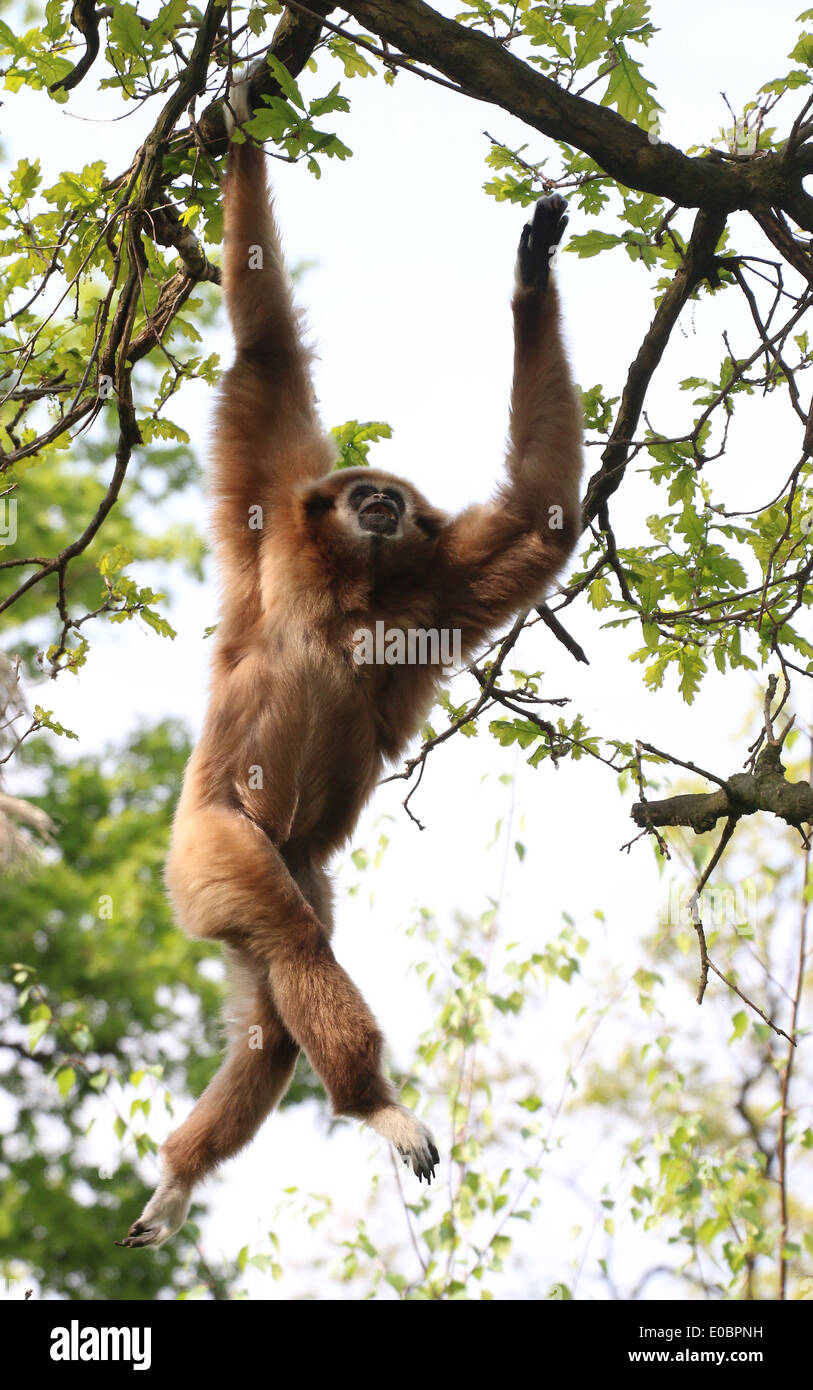 Lar Gibbon or  White-Handed gibbon (Hylobates lar) swinging from branch to branch in a tree Stock Photo