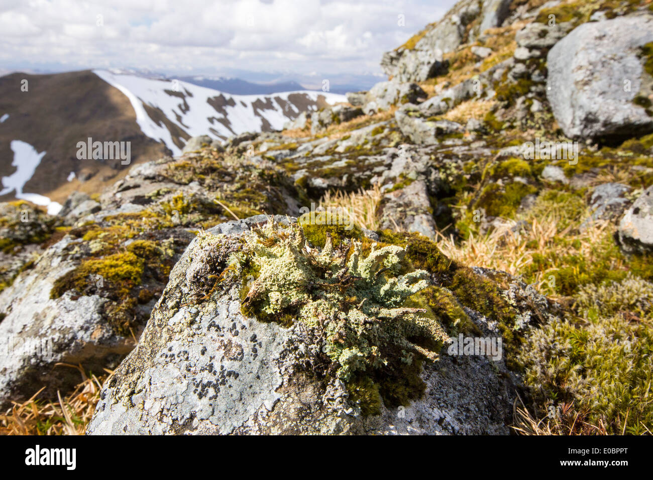 A lichen covered boulder on Beinn Ghlas, a Munro on the side of Ben Lawers. Stock Photo