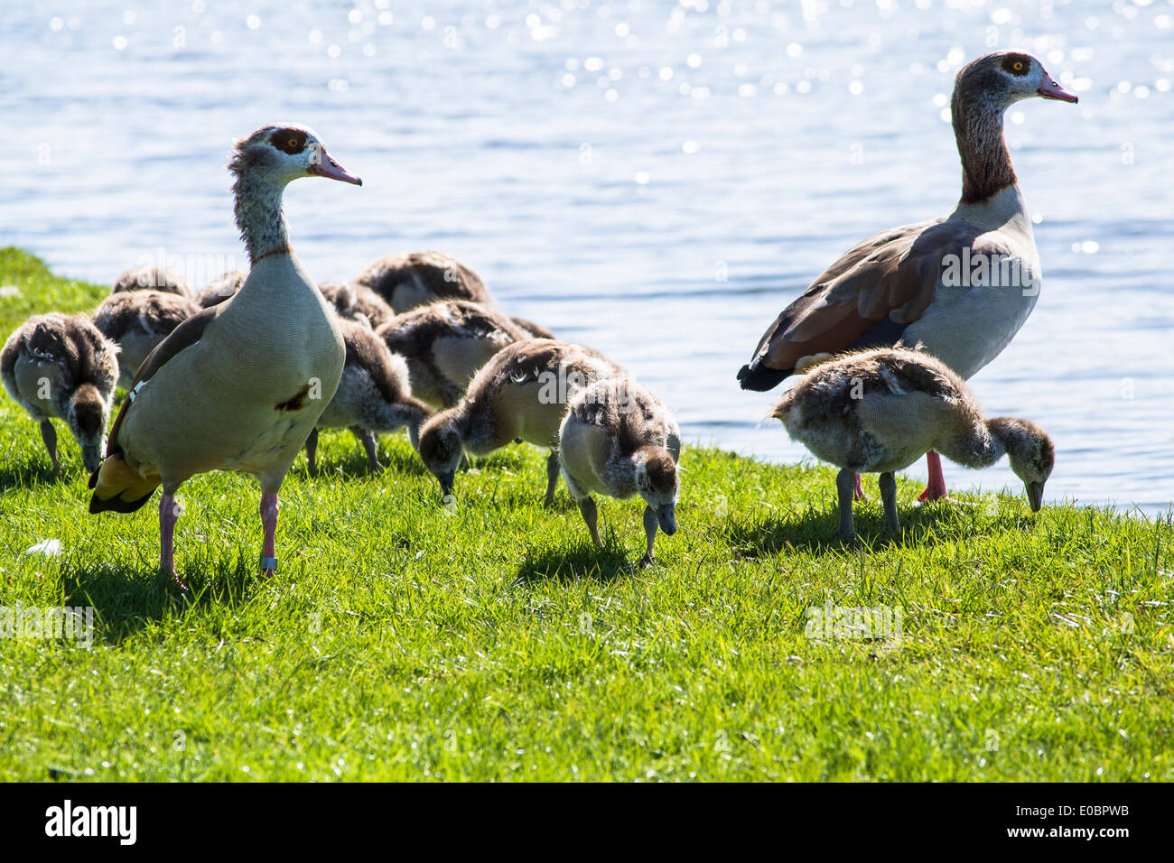 Egyptian Geese with ducklings, Home Park, Kingston, Surrey, England, London, UK Stock Photo