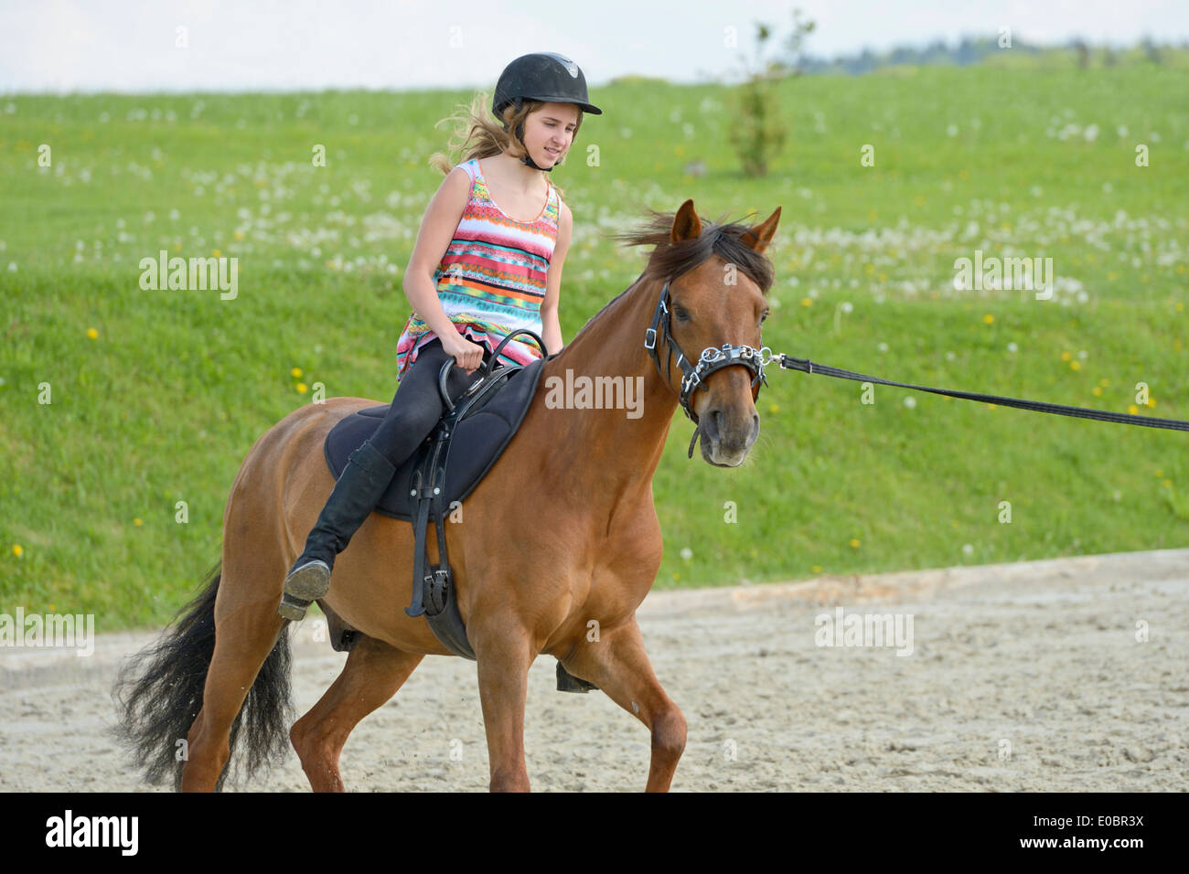 Lunge lesson, girl on Paso Fino horse Stock Photo