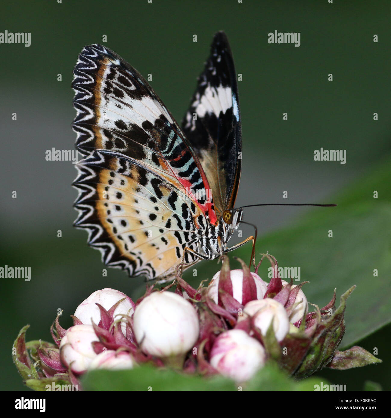 Female Leopard Lacewing (Cethosia cyane) foraging on a tropical flower Stock Photo