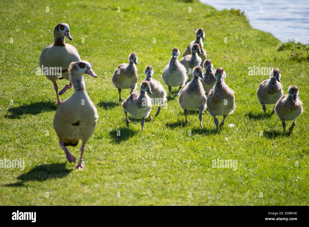 Egyptian Geese with ducklings, Home Park, Kingston, Surrey, England, London, UK Stock Photo