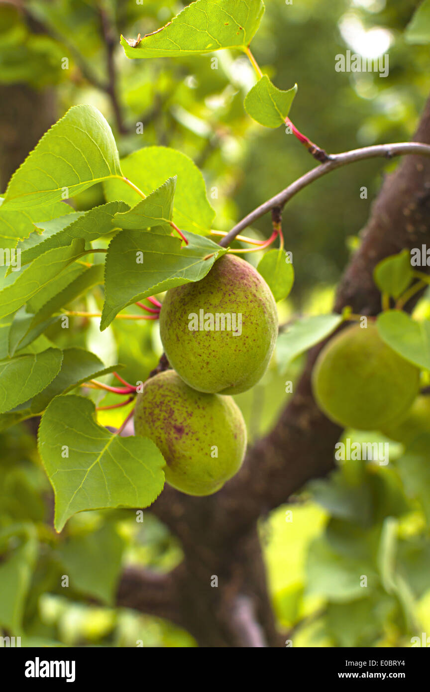 Green unripe apricots on the tree. Selective focus with shallow depth of field. Stock Photo