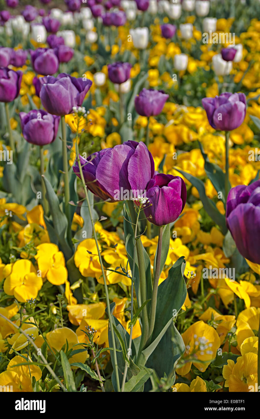 Set of bright tulips in the park. Spring landscape. Stock Photo