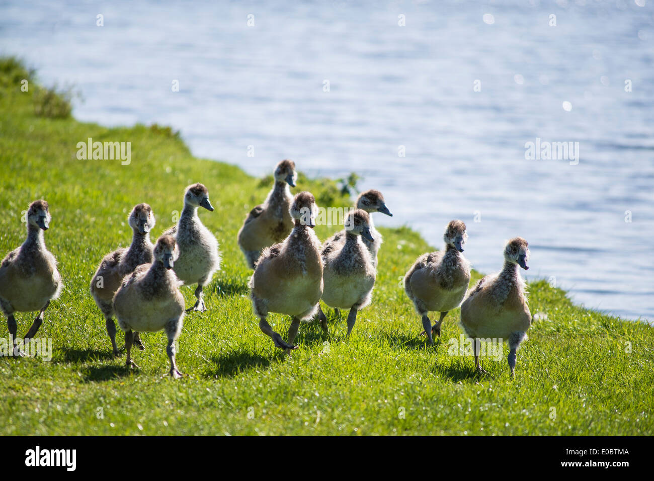 Egyptian Geese ducklings, Home Park, Kingston, Surrey, England, London, UK Stock Photo
