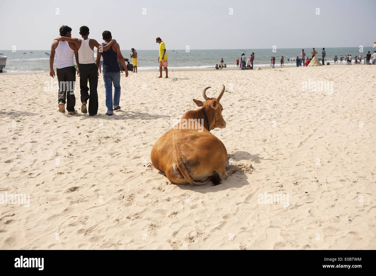 Holy Cow on beautiful sandy Beach in Goa Stock Photo
