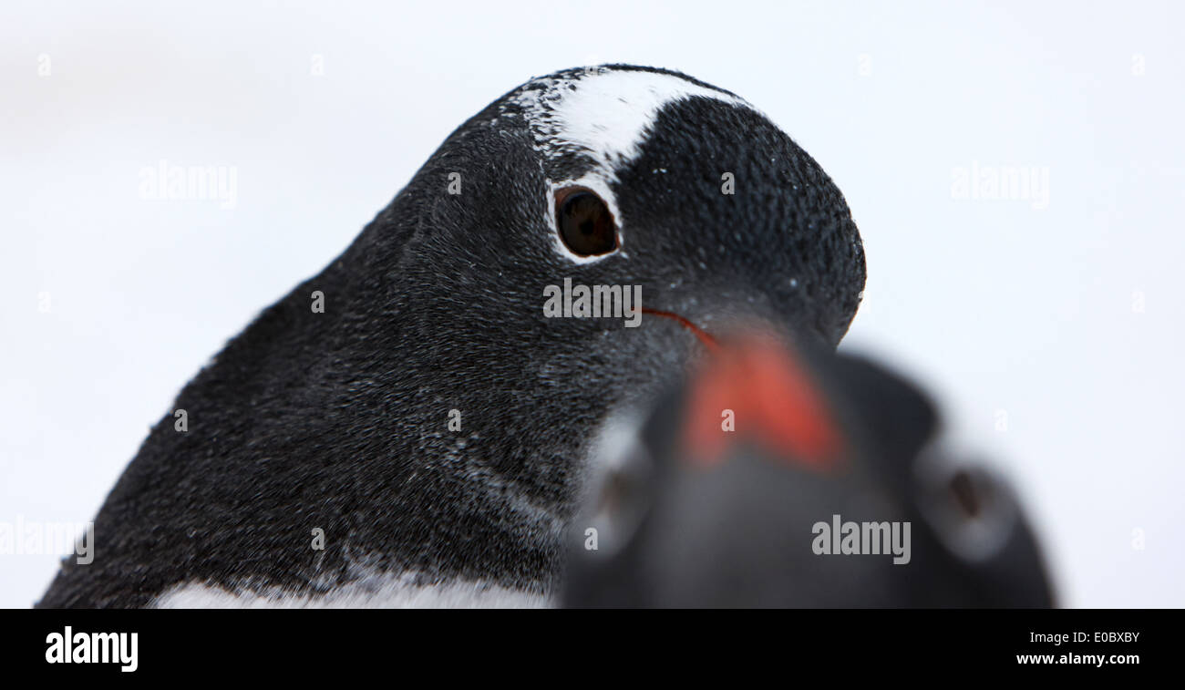 gentoo penguin photobombing another penguin on antarctica Stock Photo