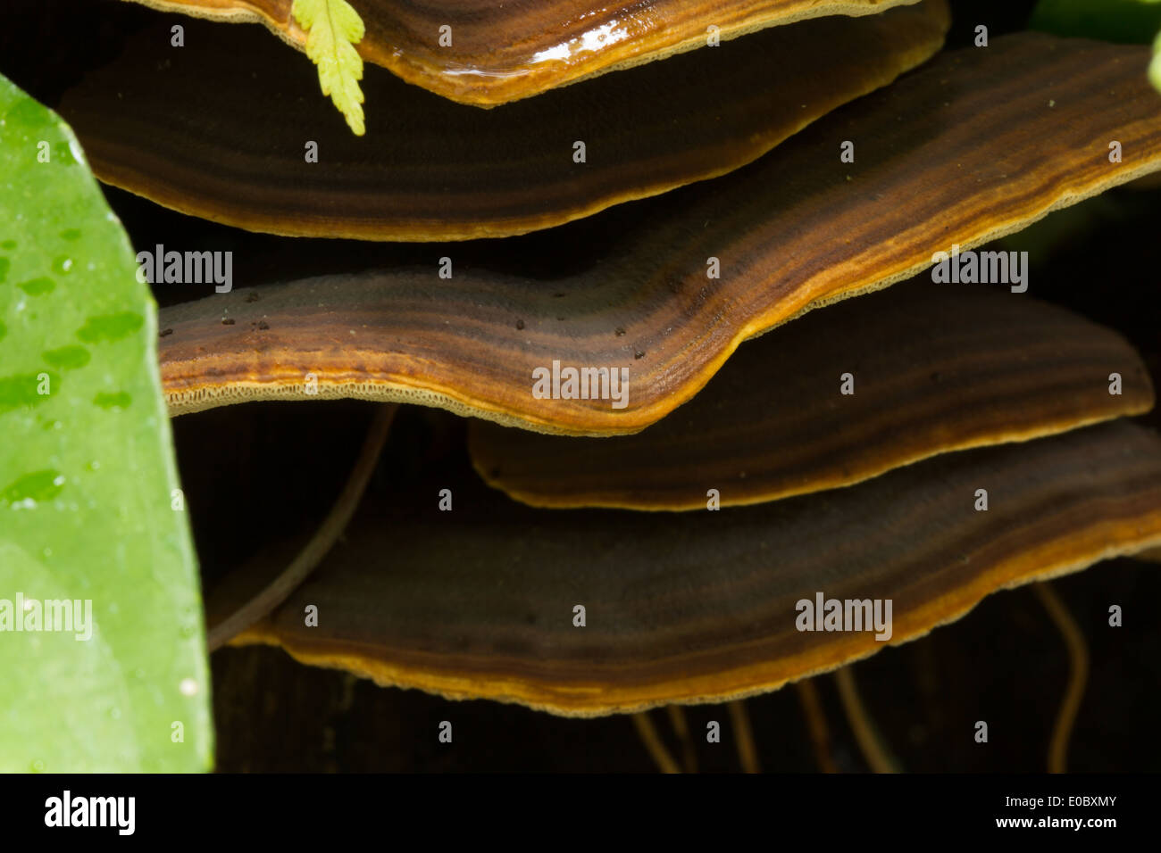 Mushrooms growth on tree Stock Photo