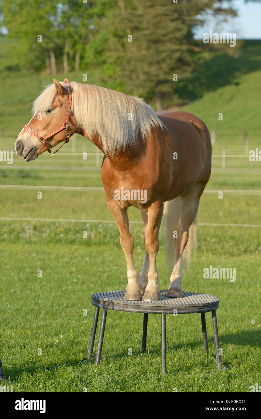 Haflinger horse standing on a pedestal Stock Photo Alamy