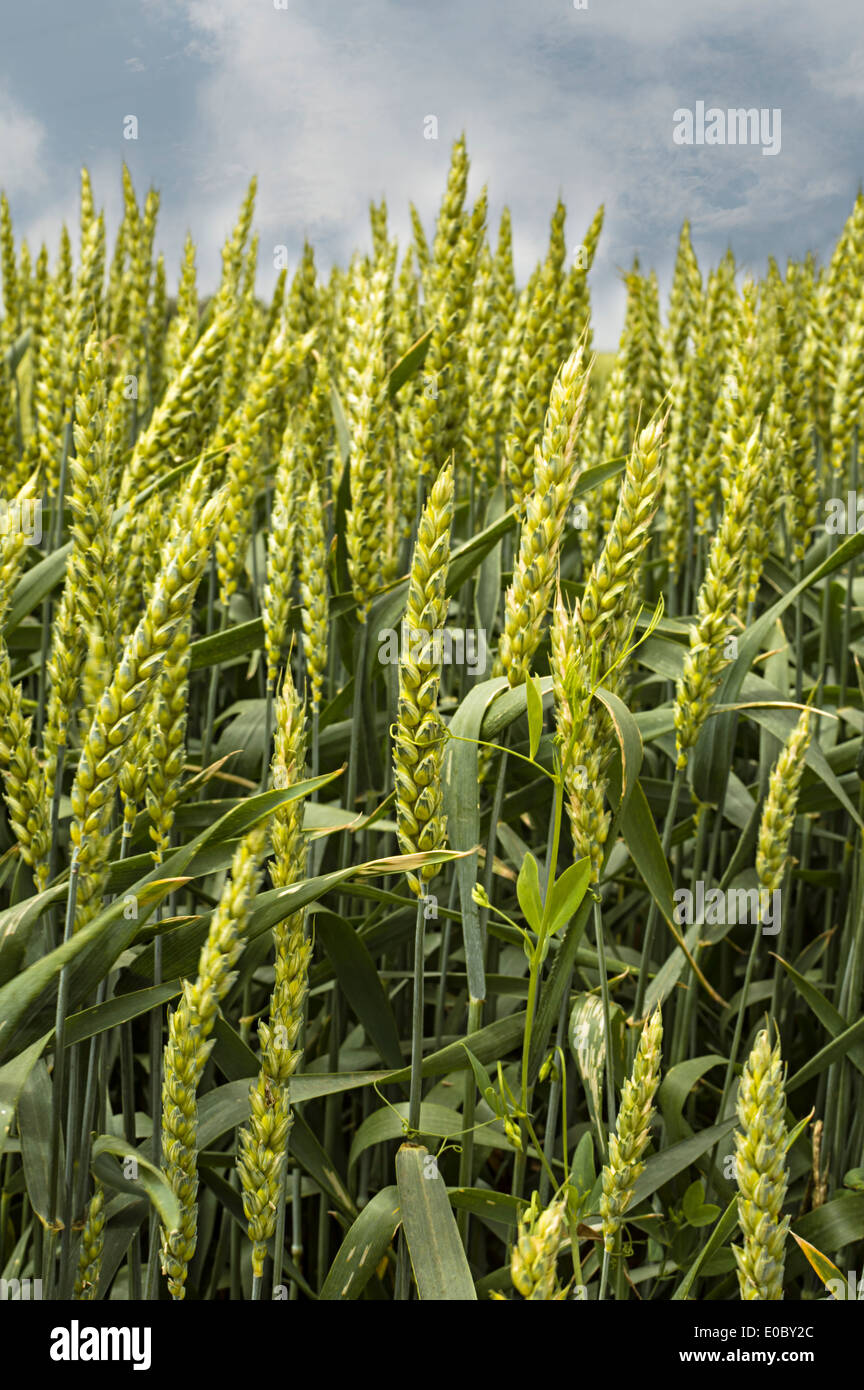 Green wheat field and blue sky. Agriculture scene. Stock Photo