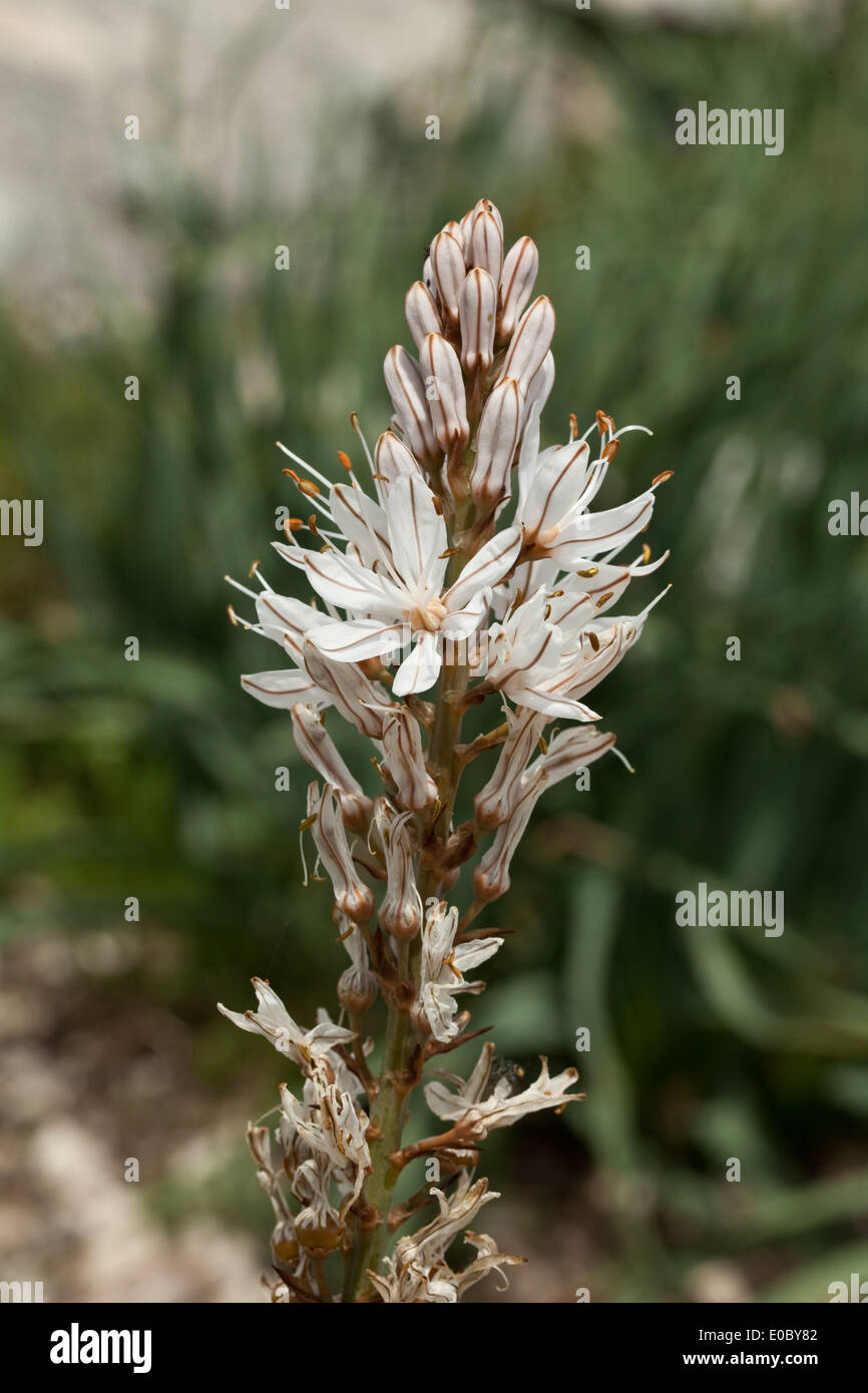 Asphodelus Aestivus Asphodelus Cerasiferus Stock Photo Alamy