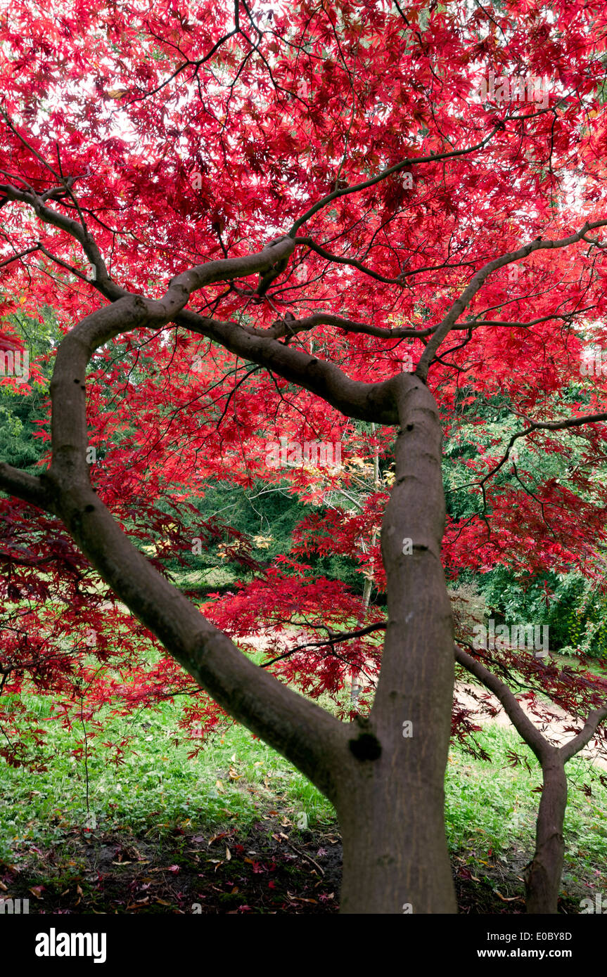 ACER PALMATUM SUMINAGASHI Stock Photo