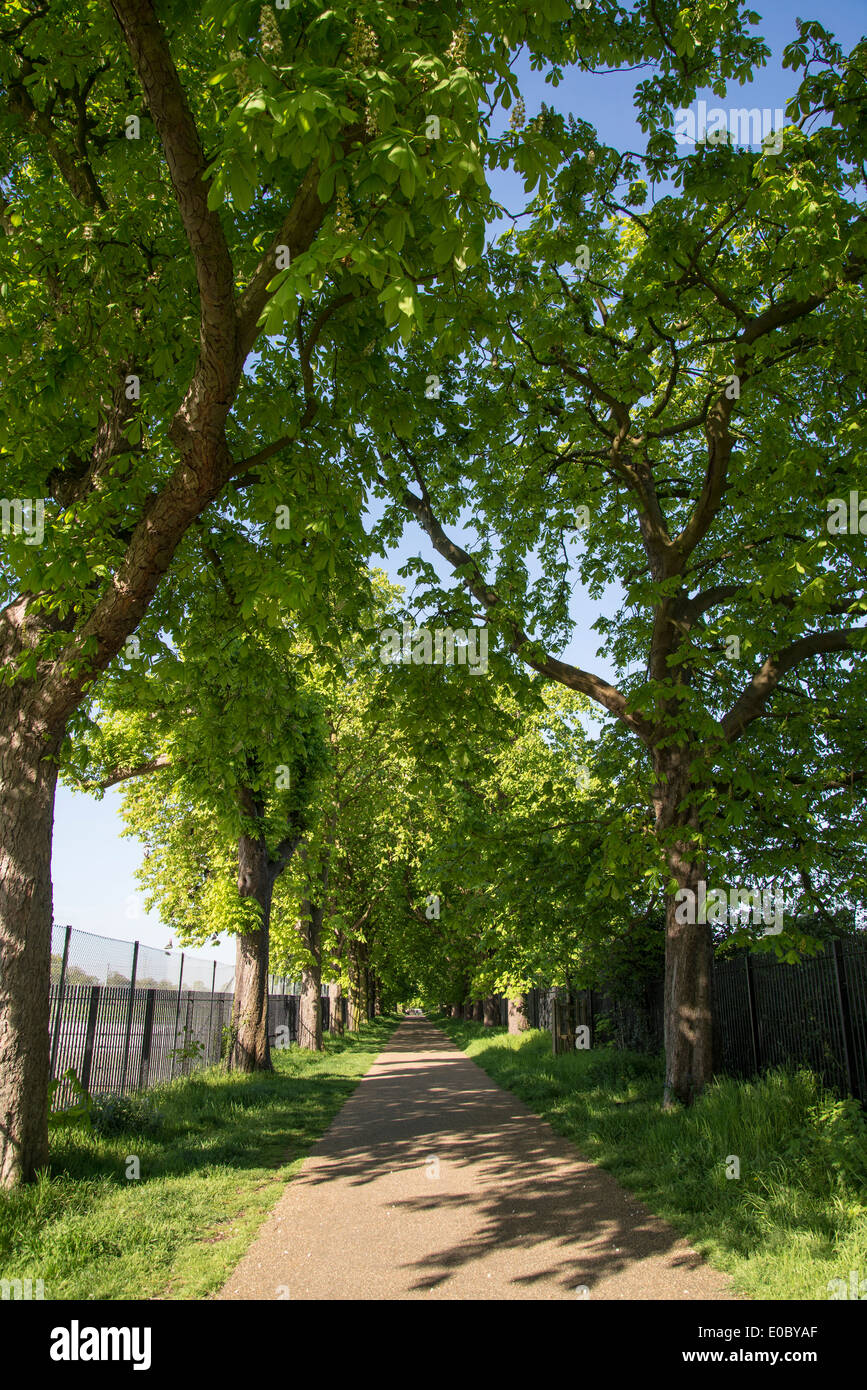Avenue of horse chestnut trees, Bushy Park, Hampton, Middlesex, London, UK Stock Photo