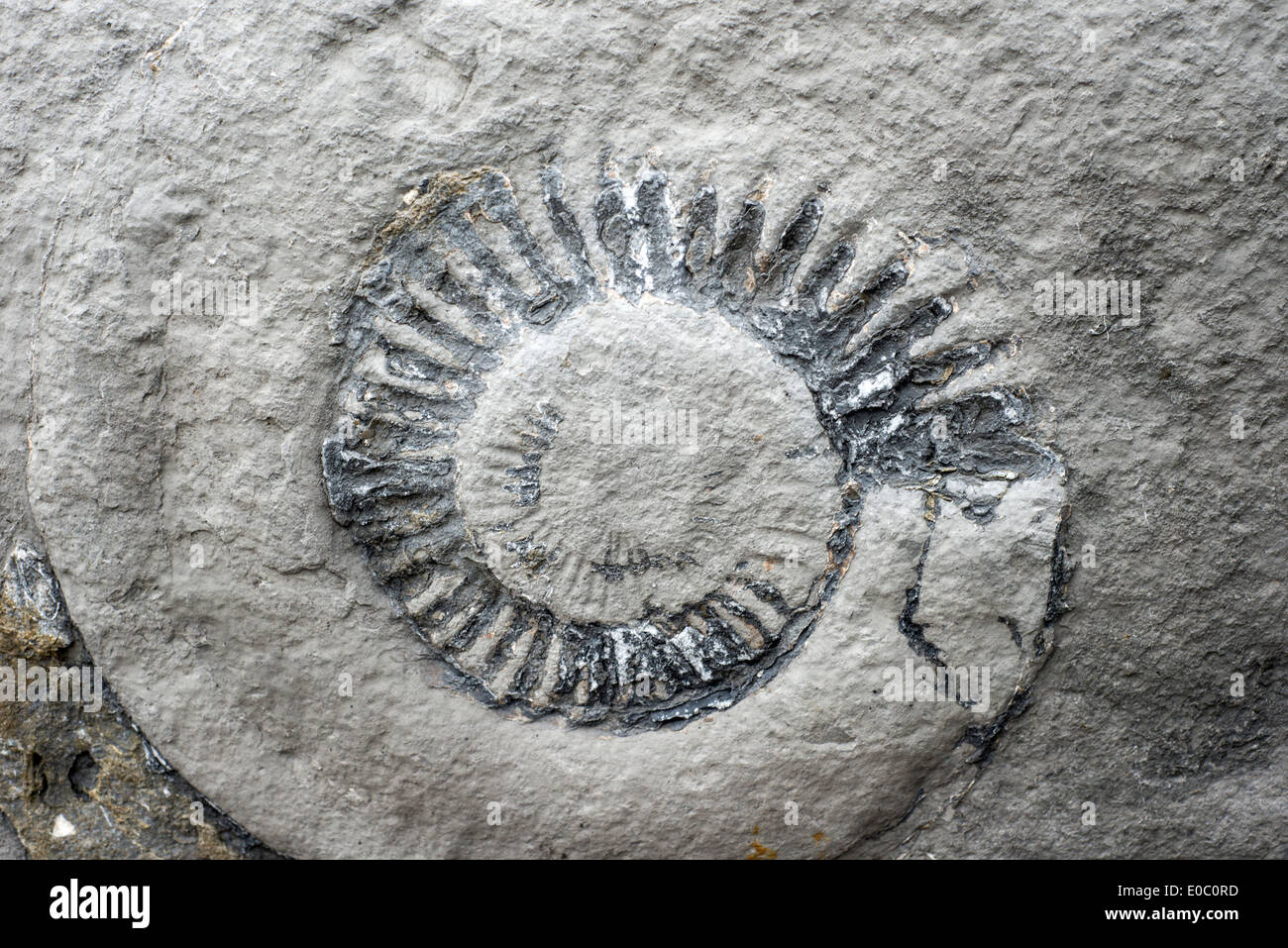 Ammonite fossil in a rock on the beach at Lyme Regis, Dorset, England, UK Stock Photo