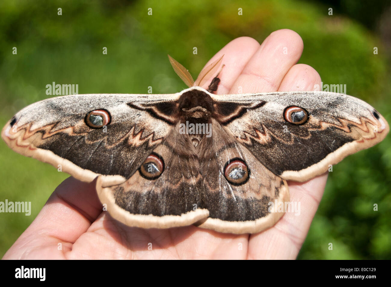 Giant Peacock Moth Stock Photo - Alamy