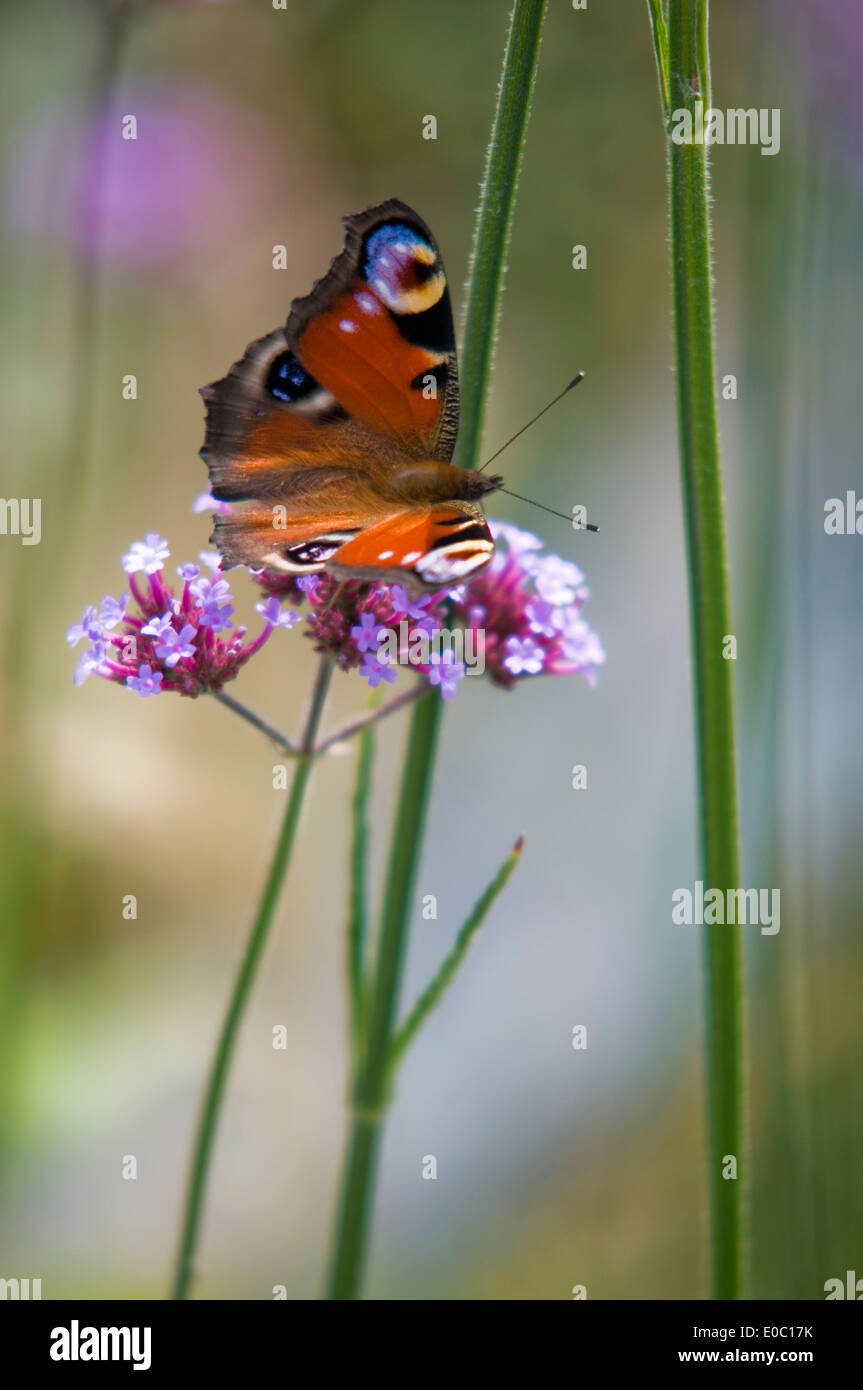 AGLAIS IO PEACOCK BUTTERFLY Stock Photo