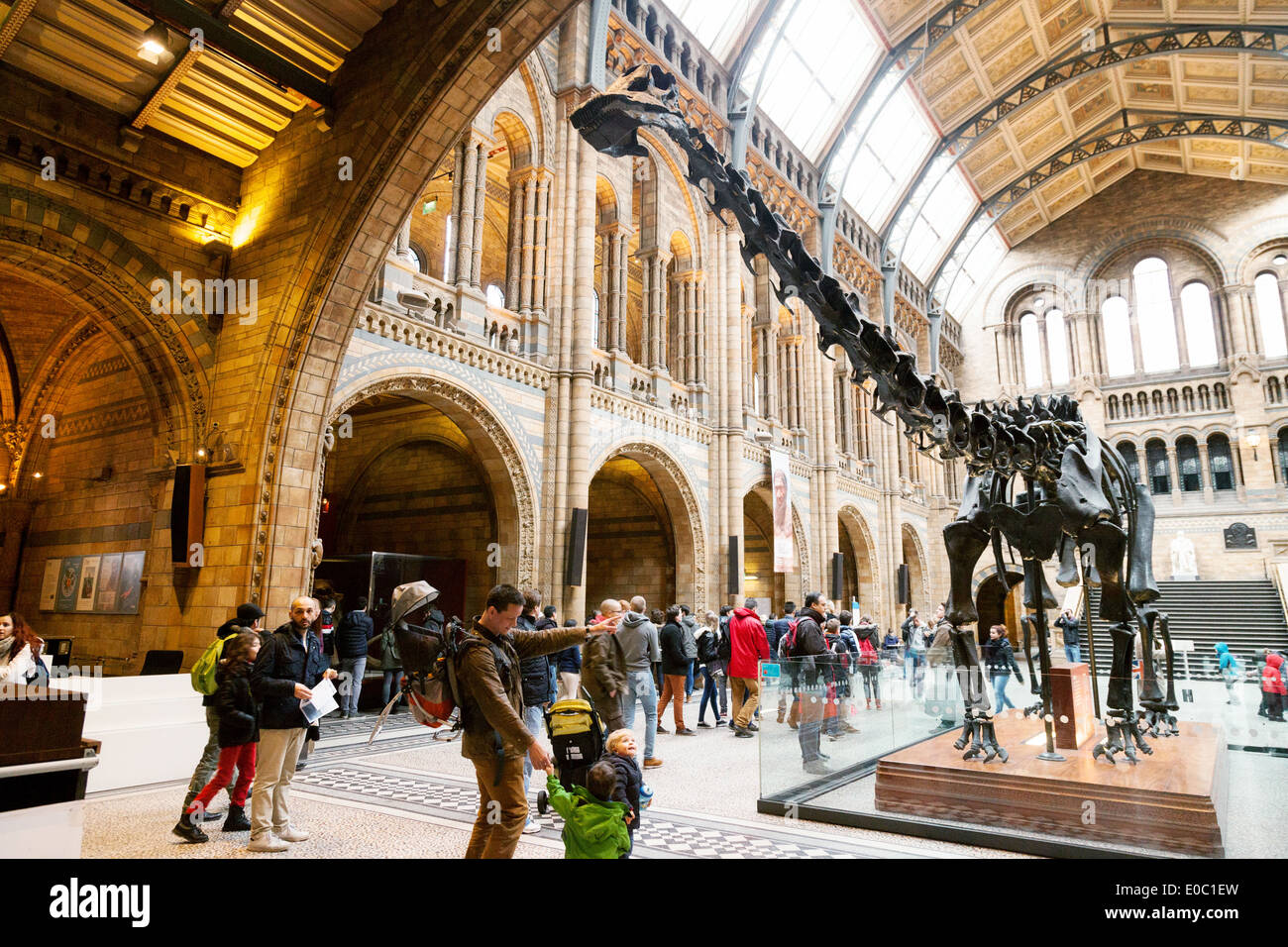 The statue of the diplodocus known as 'Dippy'  in the entrance hall, Natural History Museum London, England UK Stock Photo