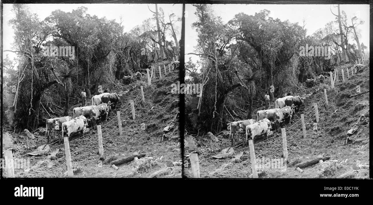 Mr Butler with his bullock team, Leith Valley, Dunedin, 1893 Stock Photo