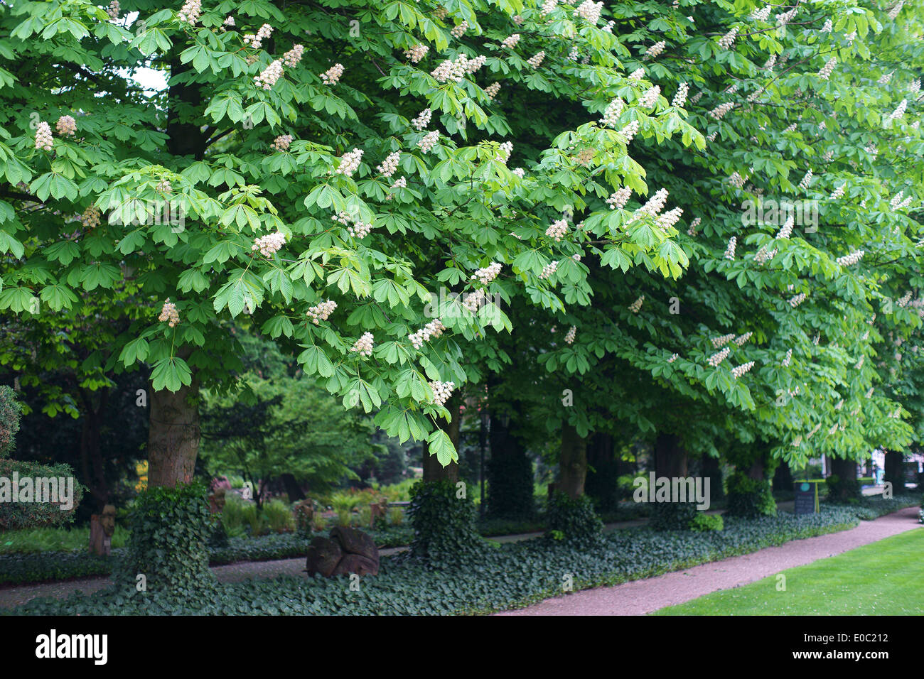 Horse Chestnut Trees High Resolution Stock Photography And Images Alamy