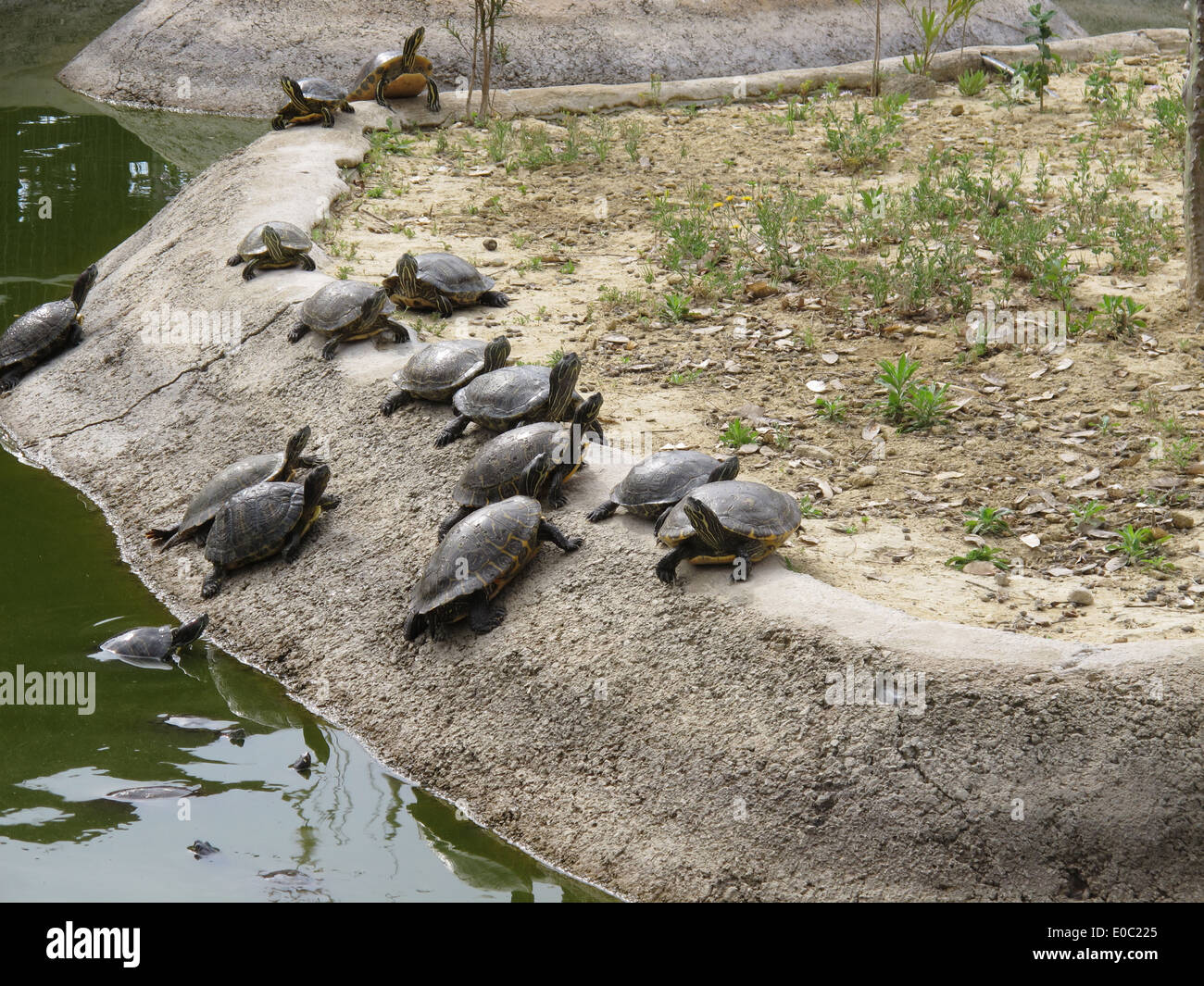 A group of turtles climbing up the side of a pond Stock Photo