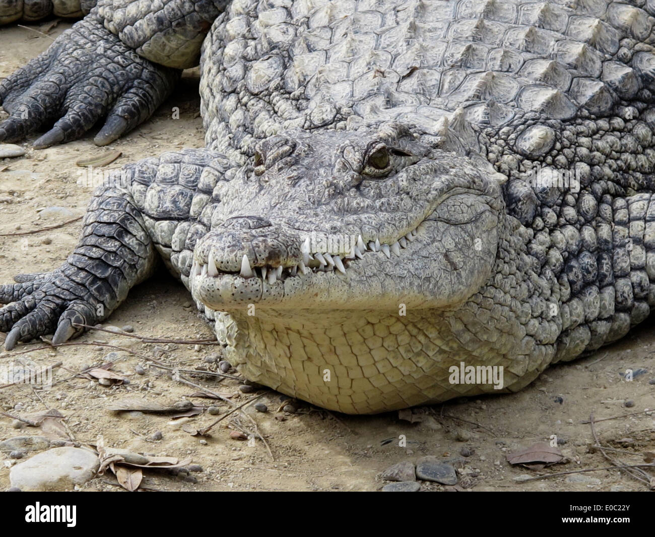 Crocodile farms hi-res stock photography and images - Alamy