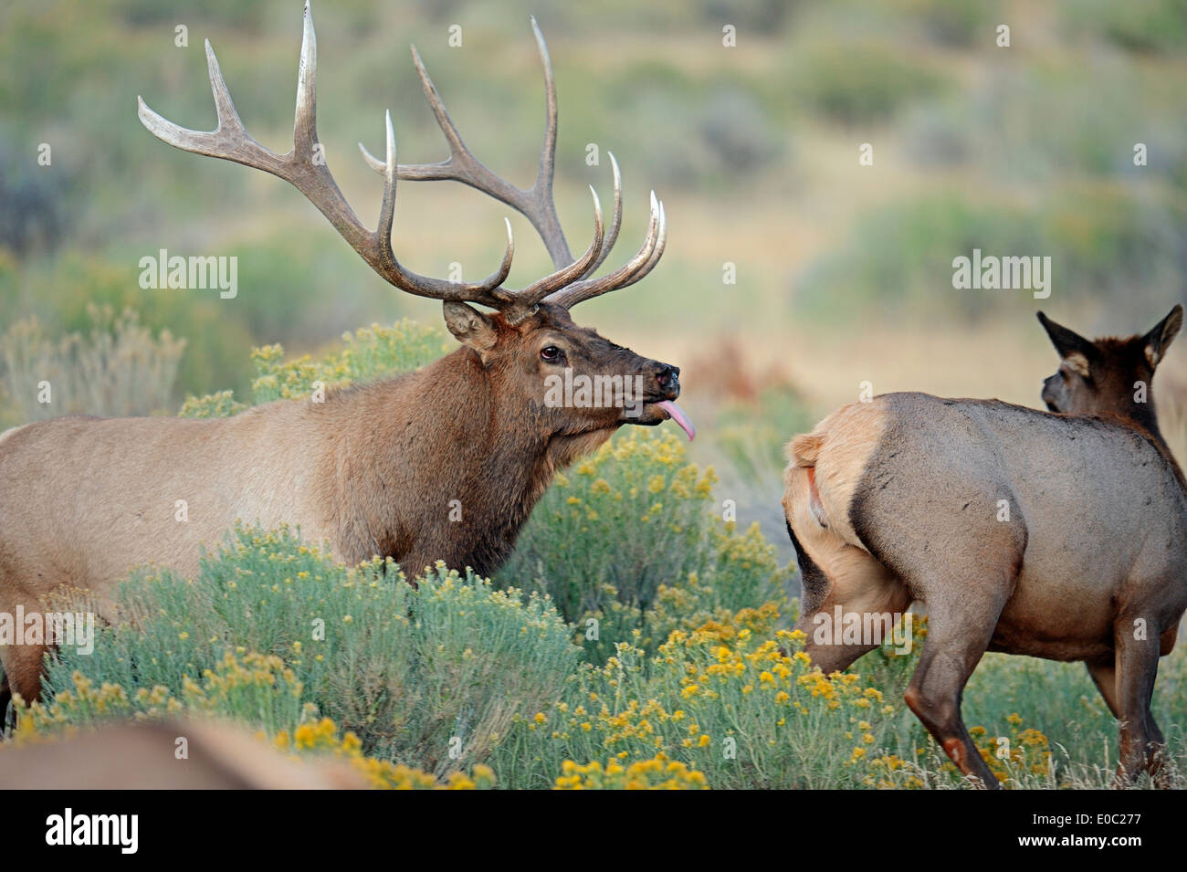 Wapiti or Elk (Cervus canadensis, Cervus elaphus canadensis), pair in rut, Yellowstone national park, Wyoming, USA Stock Photo