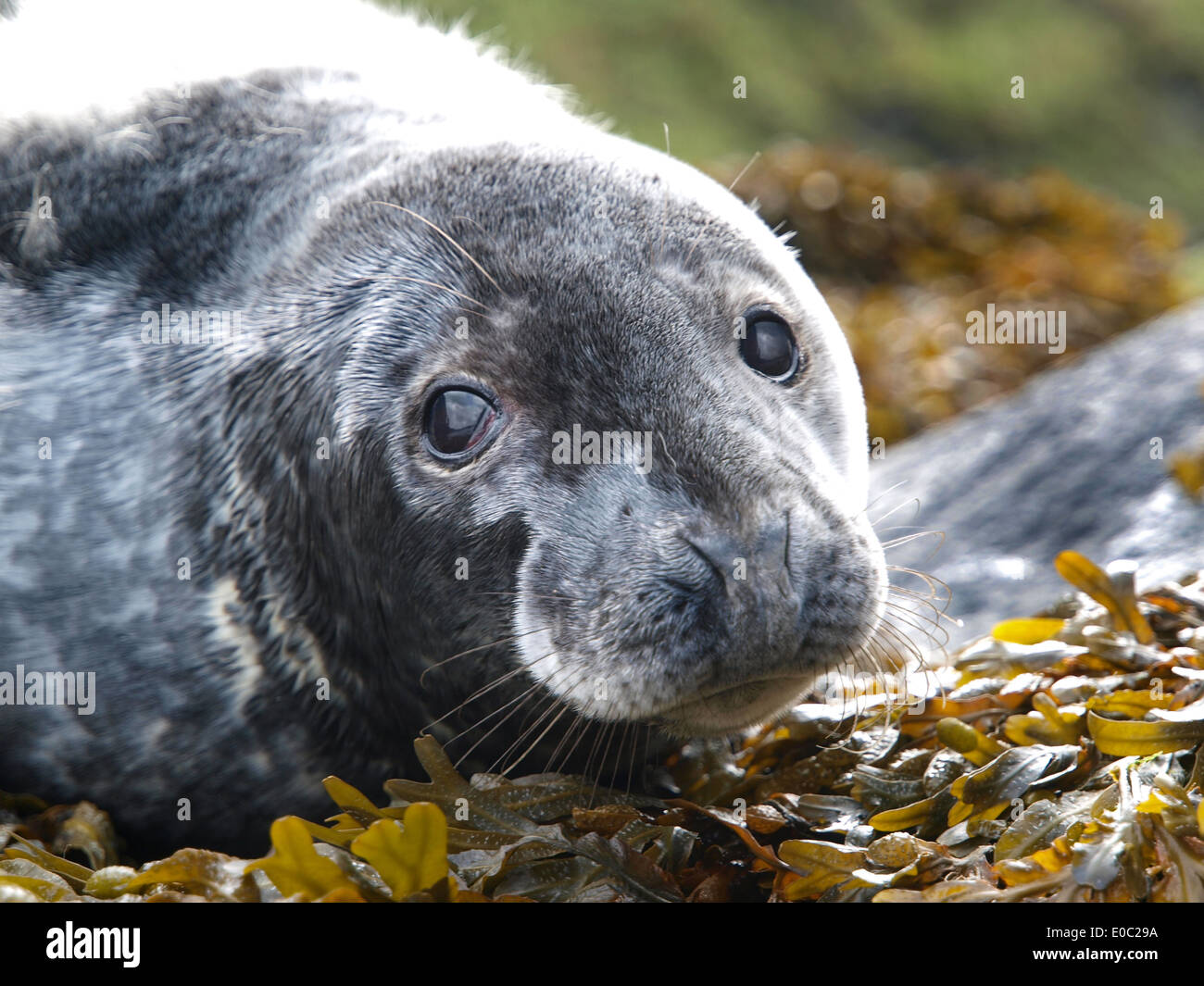 Atlantic grey seal hi-res stock photography and images - Alamy