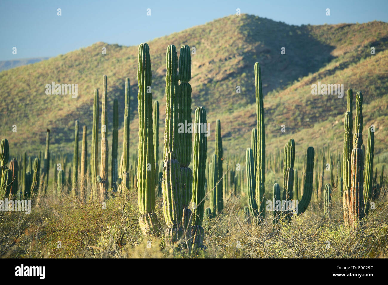 Forest of cardon (Pachycereus) trees and mountains, near Mulege, Baja ...