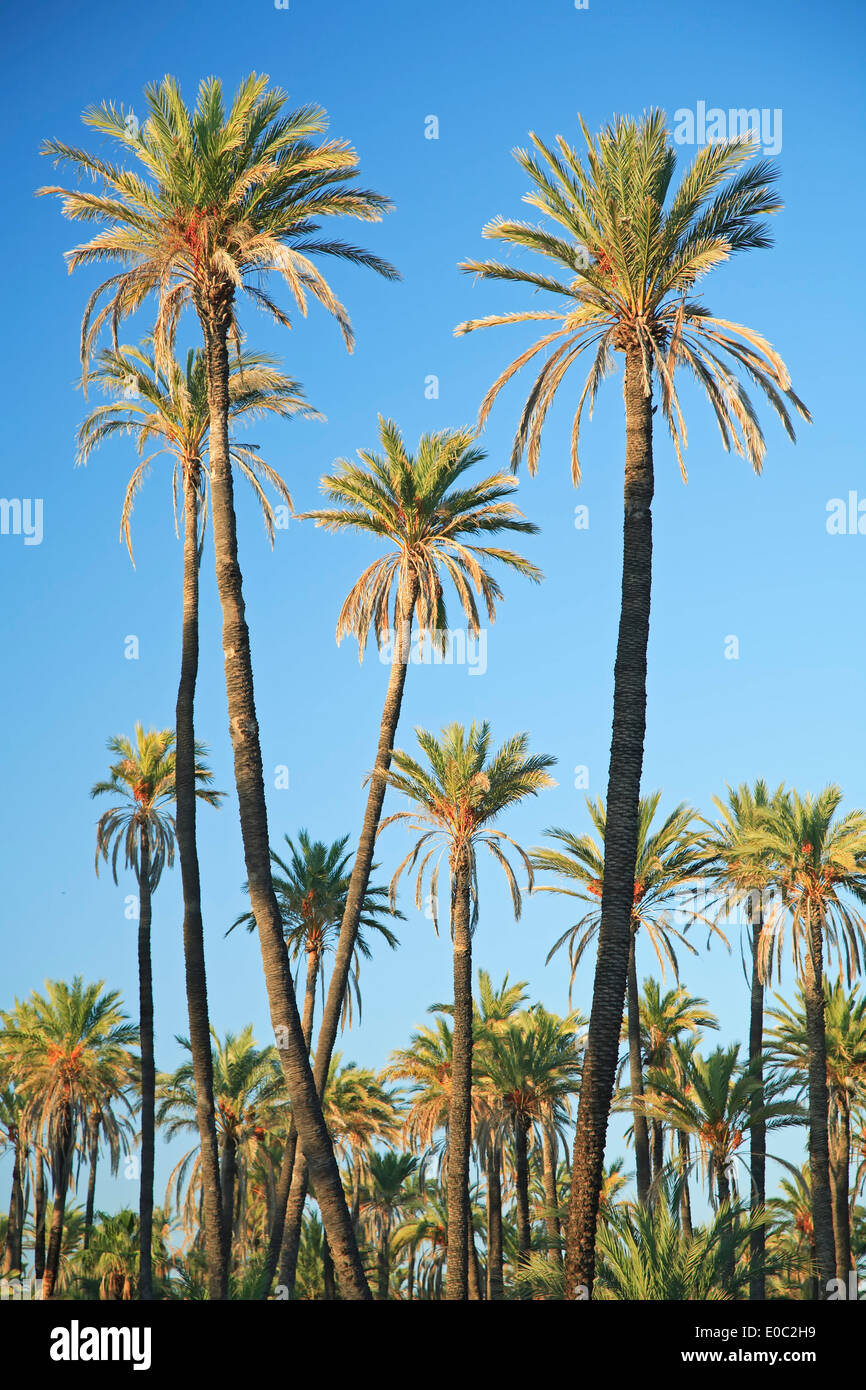 Date palm trees, San Ignacio, Baja California Sur, Mexico Stock Photo