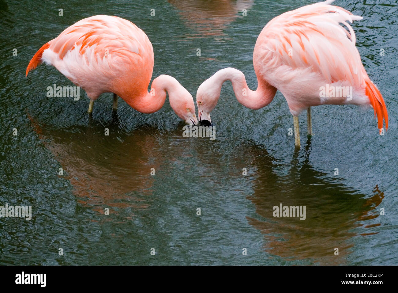 Thirsty Work, two pink flamingos take a drink together. Stock Photo