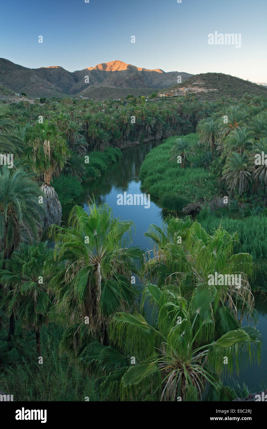 Mulege River and palm trees, Mulege, Baja California Sur, Mexico Stock