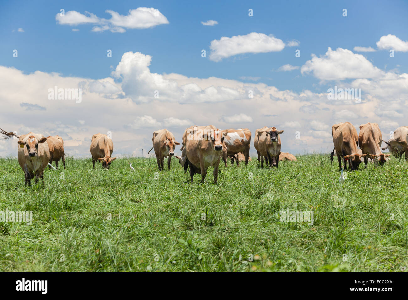 Dairy cows animal herd in summer green mountain pastures Stock Photo ...