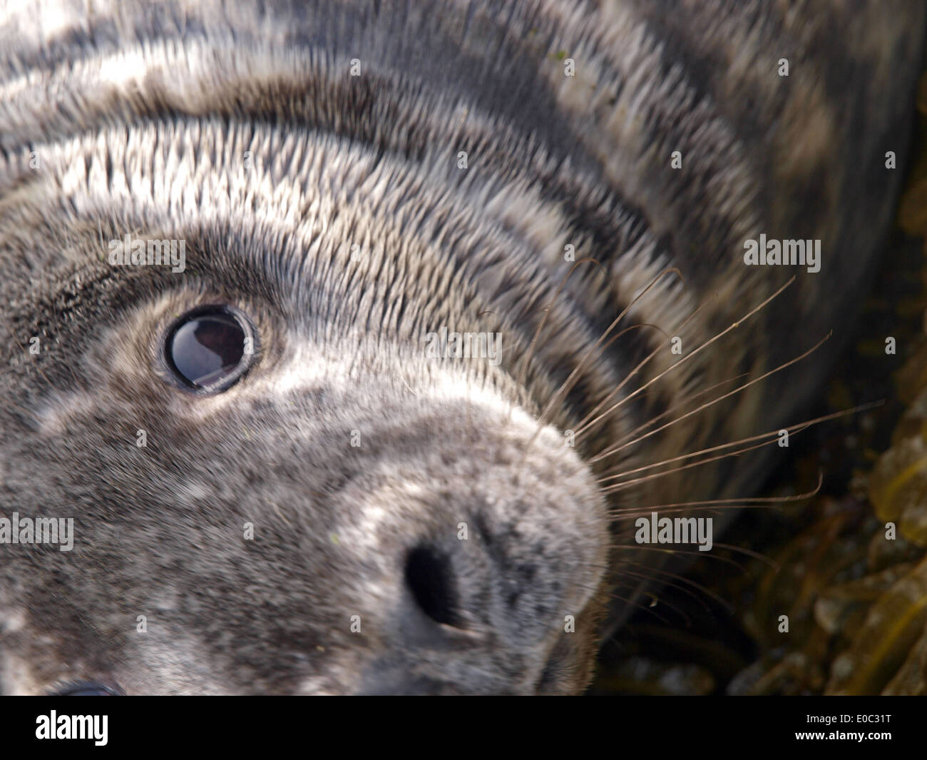 Atlantic Grey Seal, Pembrokeshire Wales Stock Photo
