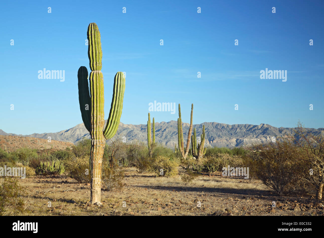 Cardon (Pachycereus) trees and mountains, near Mulege, Baja California Sur, Mexico Stock Photo