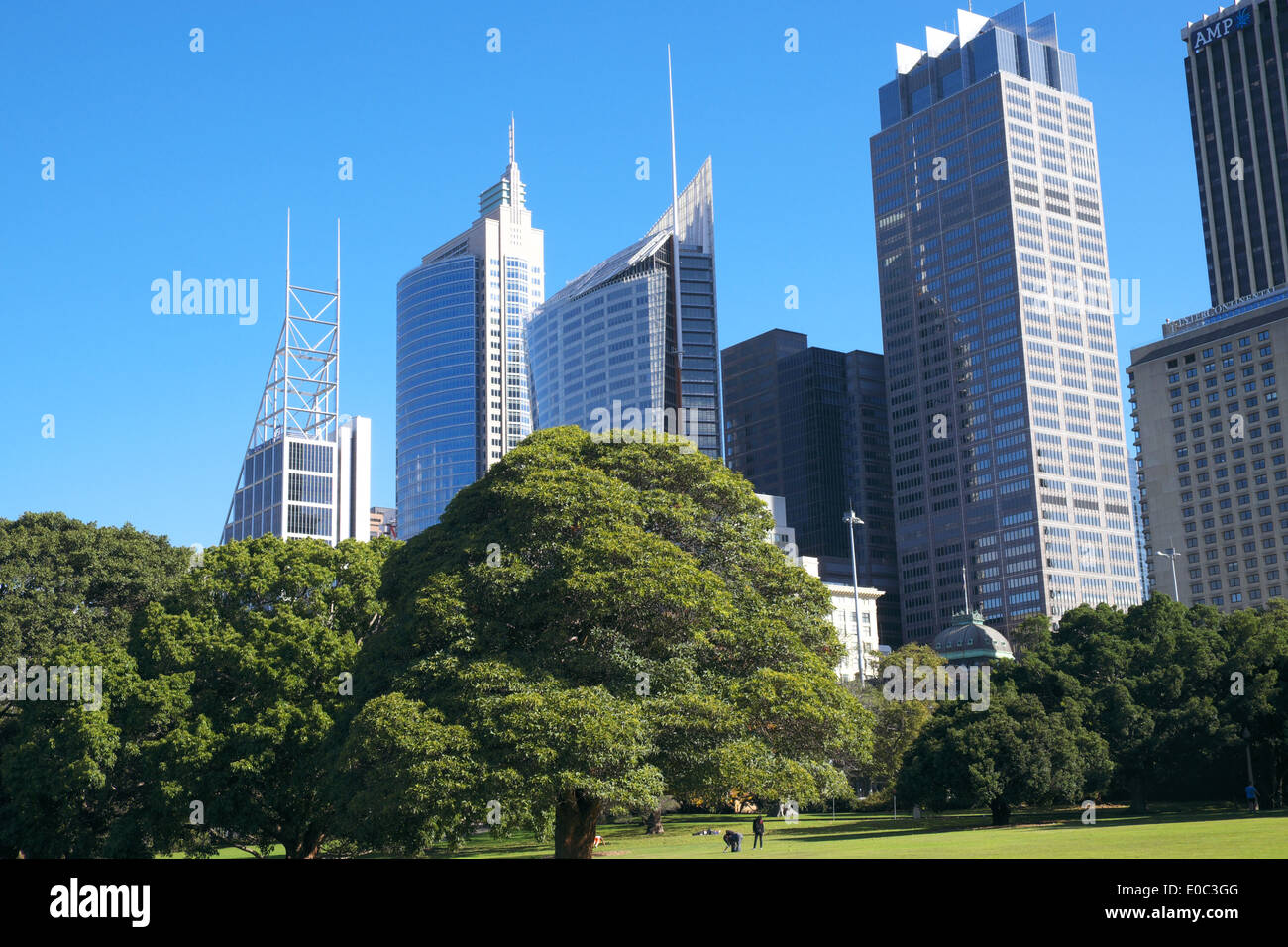 Royal Botanic Garden in Sydney city centre, with aurora place, Chifley tower and governor macquarie tower behind Stock Photo