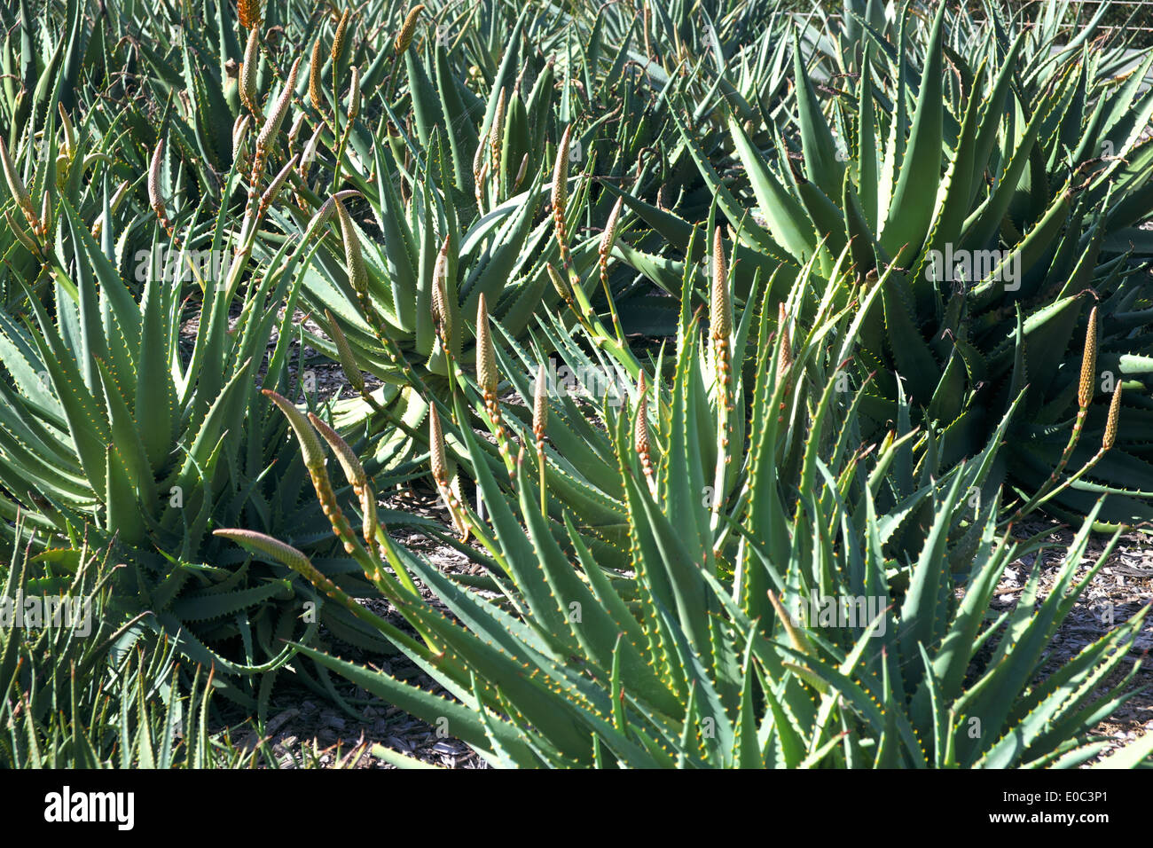 Aloe saturn plants ( aloaceae family)  in Royal Botanic Gardens in Sydney city centre, australia Stock Photo