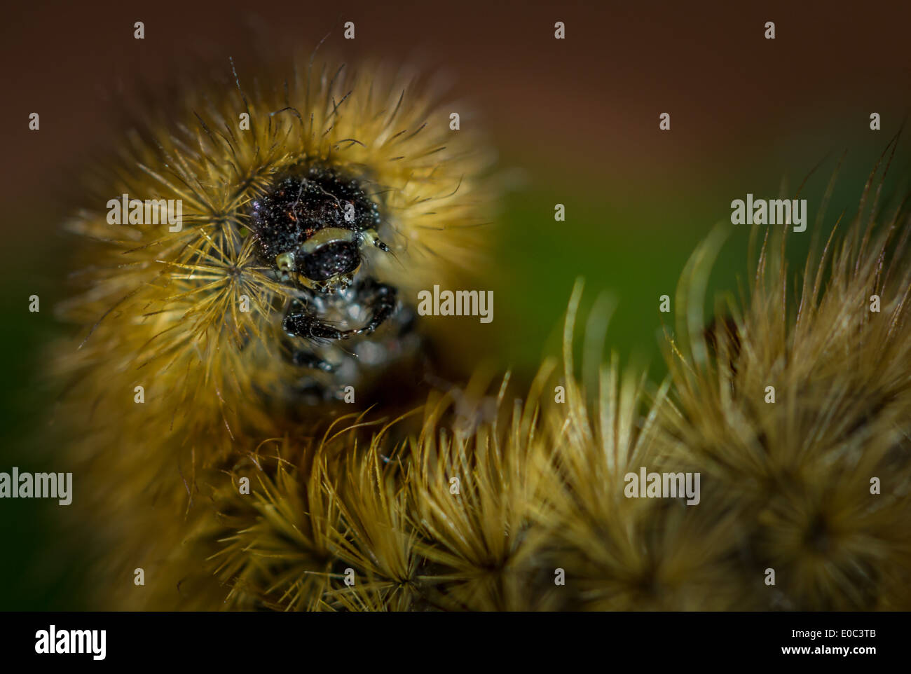 Hairy uncurling caterpillar - Ruby Tiger moth caterpillar Stock Photo