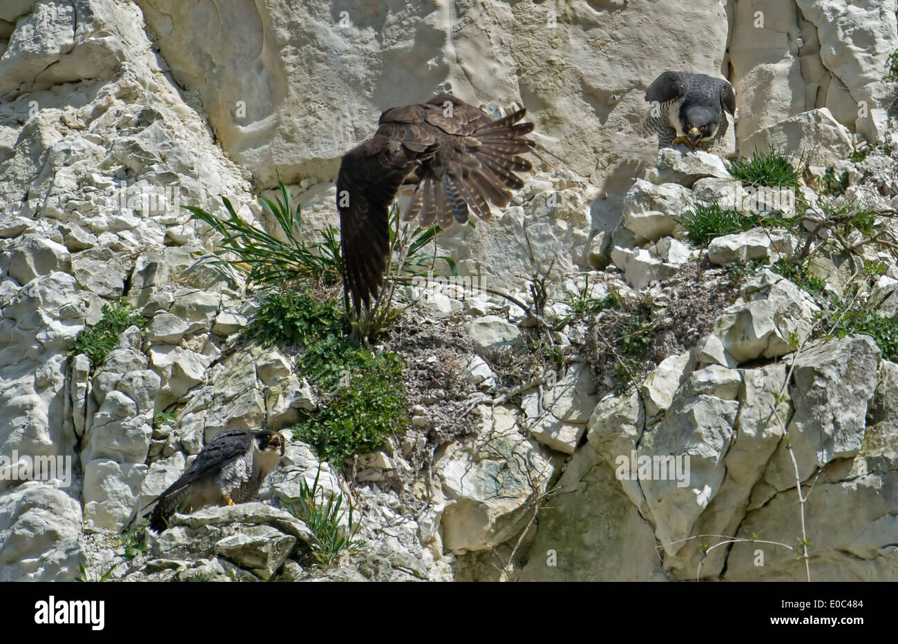 Falcons hi-res stock photography and images - Alamy