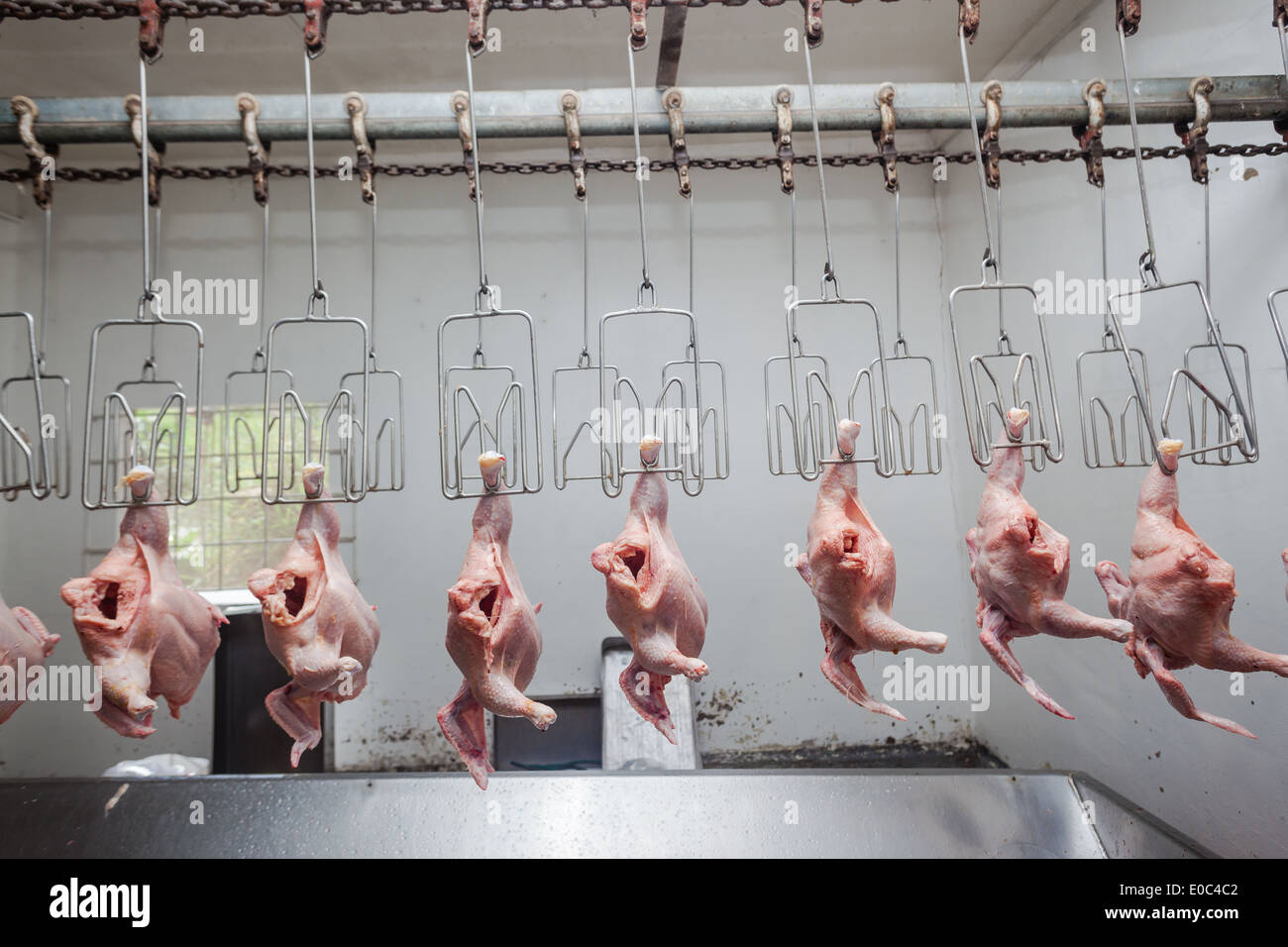 262 Poultry Slaughterhouse Stock Photos - Free & Royalty-Free Stock Photos  from Dreamstime