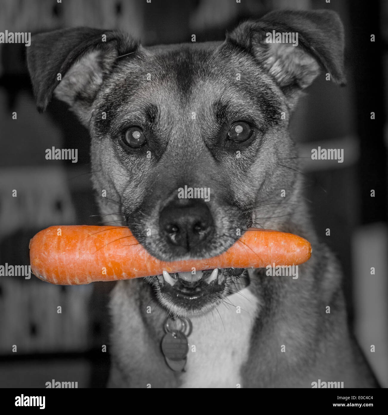Healthy dog with a carrot Stock Photo