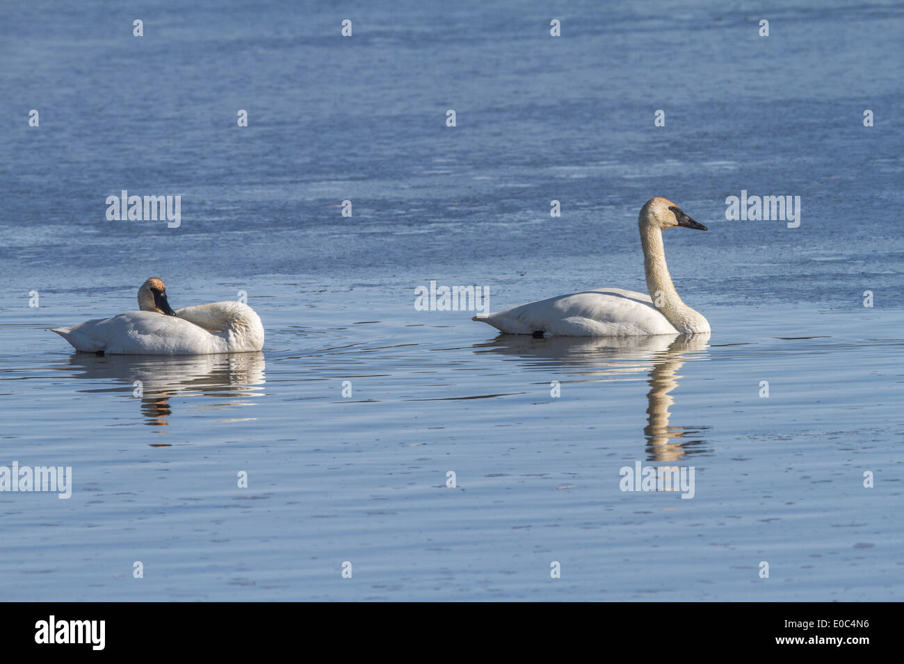 Trumpeter Swan (Cygnus buccinator) Beautiful white Trumpeter Swans, with reflections, swimming in a blue lake. Stock Photo